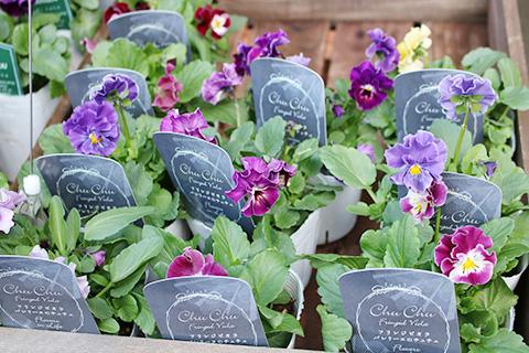 フリンジビオラ バレリーヌのチュチュ