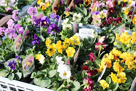 フリル咲きパンジー パーティーガール