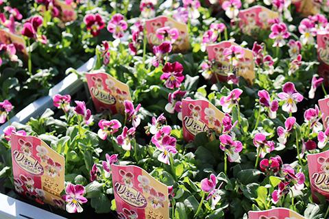 ビオラ ピンクラビット