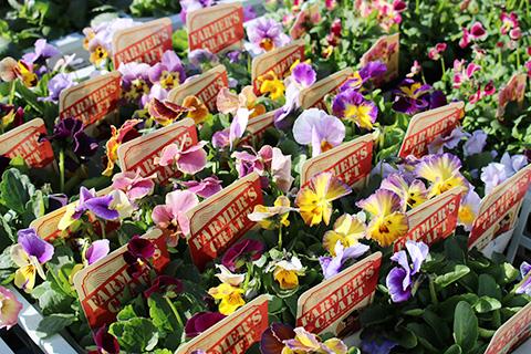 ビオラ ファーマーズクラフト