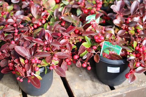 チェッカーベリー