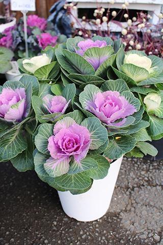 葉ボタン お江戸小町