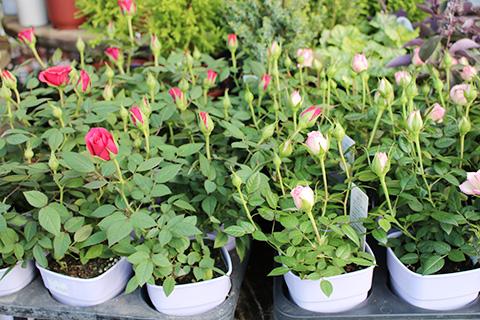 ミニバラ-カルーセル コルダーナ