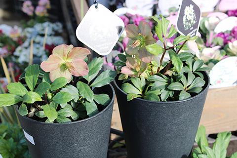 クリスマスローズ