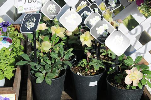 クリスマスローズ