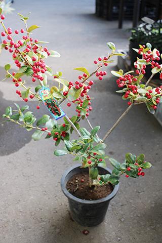 クリスマスホーリー