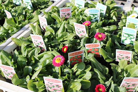 ポンポンデージー