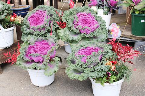 新春 葉ボタン寄せ植え