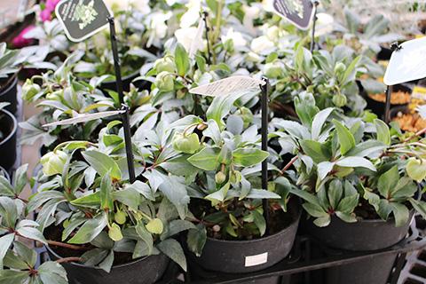 クリスマスローズ・ウインターベル