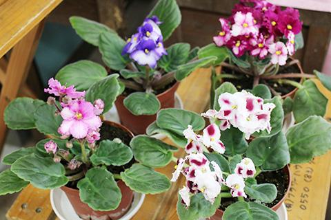 セントポーリア