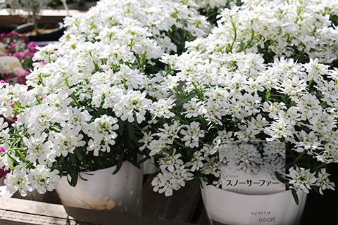 イベリス・スノーサーファーホワイト