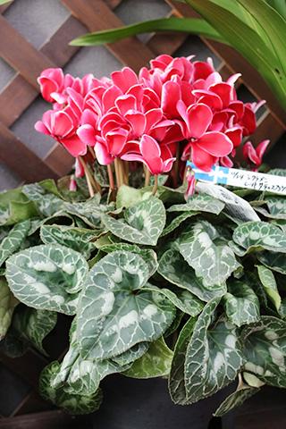 シクラメン・レッドサティスファクション