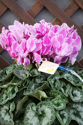 シクラメン・ドリームパープル