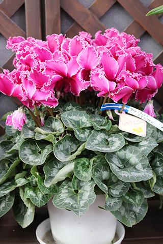 シクラメン・ドリームワイン