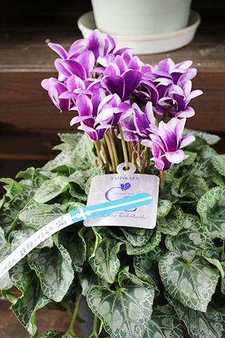 シクラメン胡蝶