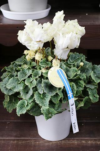 シクラメン・ゴールドイルミネーション