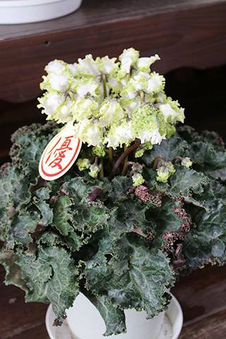 シクラメン・アイスプリンセス