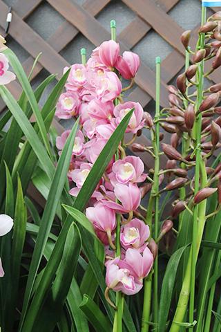 胡蝶蘭・コスモ5F