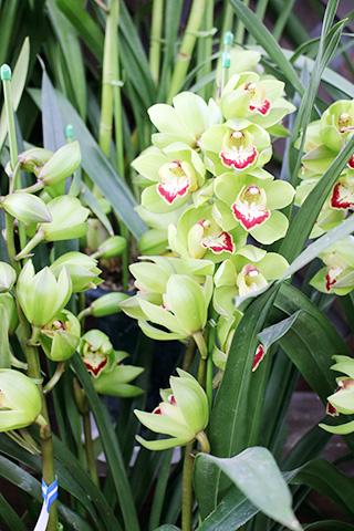 胡蝶蘭・リフレッシュグリーン4F