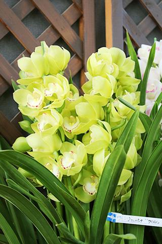 胡蝶蘭・メロンパンナ