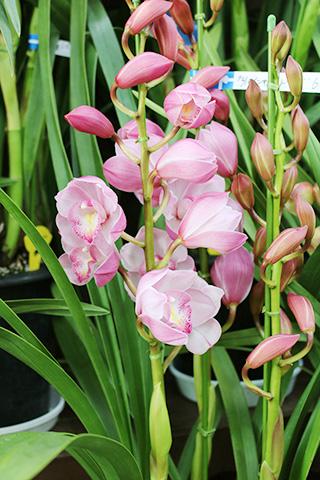 胡蝶蘭・インザムード