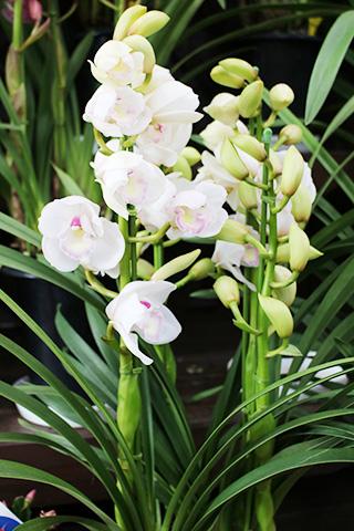 胡蝶蘭・ザ ツー バージンズ