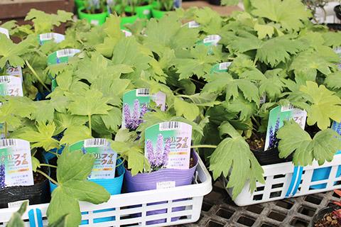 デルフィニウム