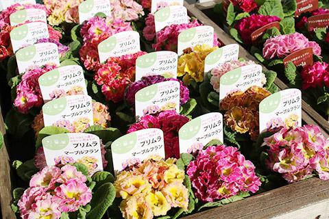 プリムラ・マーブルフラン