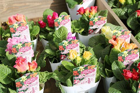 ジュリアン・キャンディマジック・超バラ咲き