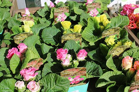 バラ咲きジュリアン・プリンアラモード