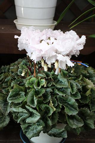 レジーナパールホワイト