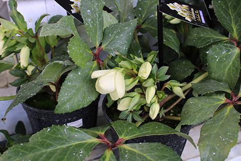 クリスマスローズ・アイスブレイカーマキシィー