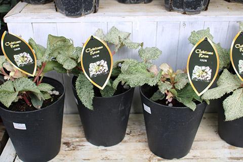 クリスマスローズ・スノーフィーバー