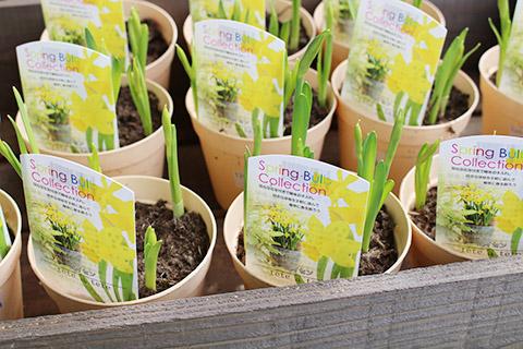 ミニ水仙テタテート