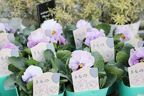 パンジー・きもの