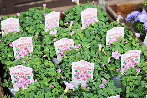 オキザリスのばら