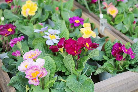 プリムラ・ポリアン・センセーション