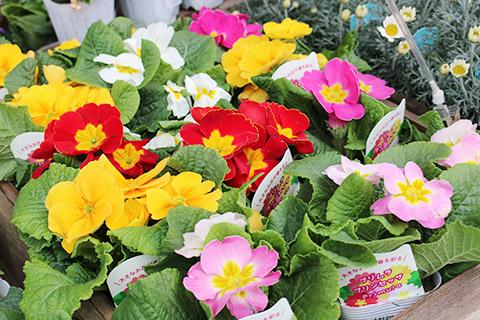 プリムラ・プリンセッサ