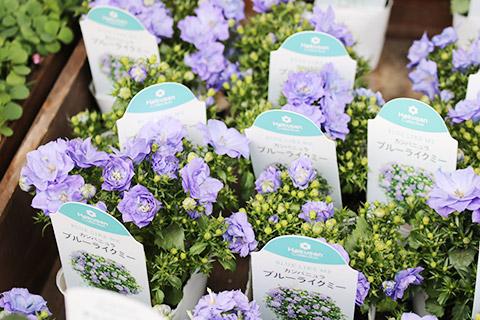 カンパニュラ・ブルーライクミー