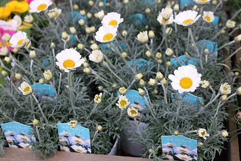 ローダンセマム・エルフホワイト