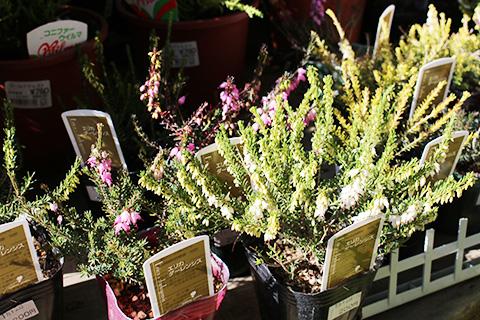 エリカ・ダーレンシス