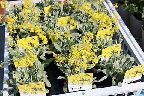 アリッサム・サミット