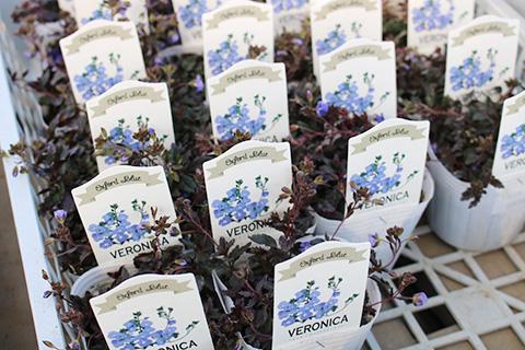 ベロニカ・オックスフォードブルー