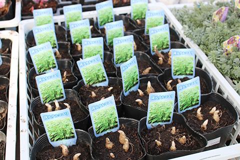 斑入りナルコユリ